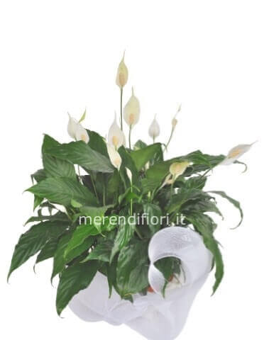 Pianta di Spathifillum  fiorita