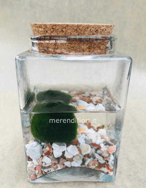 Marimo 