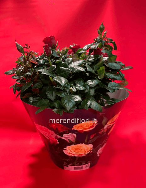 Pianta rosa rossa vs 23