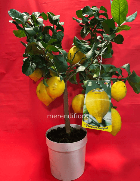 Pianta limone extra con tantissimi frutti 