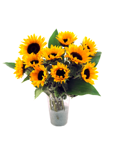 Girasoli gialli 