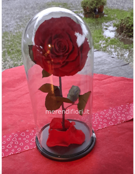 Rosa eterna amore 